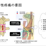 リハビリテーション科で腰椎について勉強会しました。